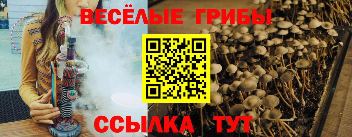 Псилоцибиновые грибы прущие грибы Новокубанск